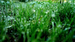 dewy_grass