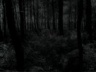 dark-forest_00223493