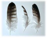 feathers_contour