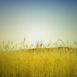 Dear Journal: These Mild Summers