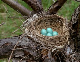 pop_Birds_Nest_Minnesota_1